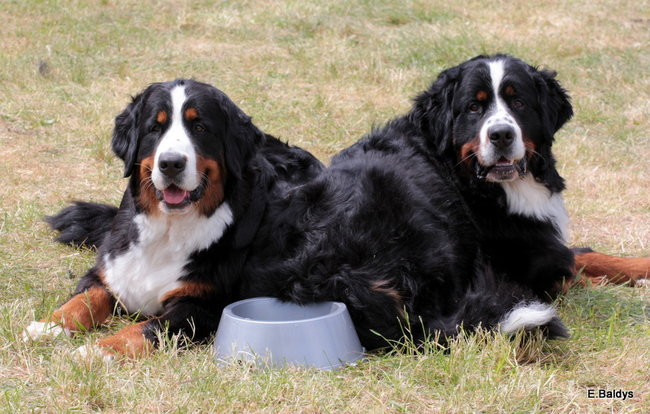 Setki czworonogów w Lesznie (zdjęcia)