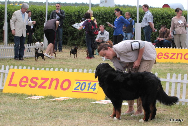 Setki czworonogów w Lesznie (zdjęcia)