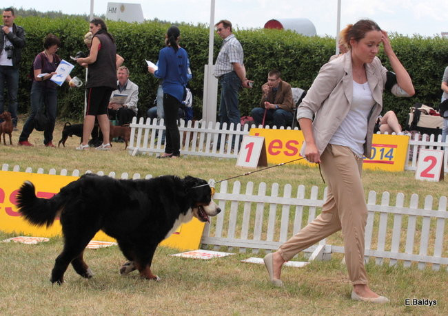Setki czworonogów w Lesznie (zdjęcia)