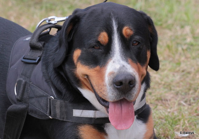 Setki czworonogów w Lesznie (zdjęcia)