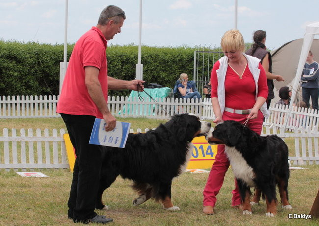 Setki czworonogów w Lesznie (zdjęcia)