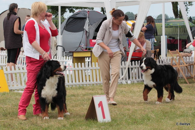 Setki czworonogów w Lesznie (zdjęcia)