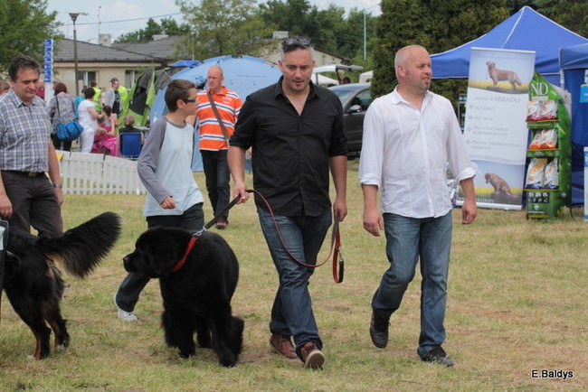 Setki czworonogów w Lesznie (zdjęcia)