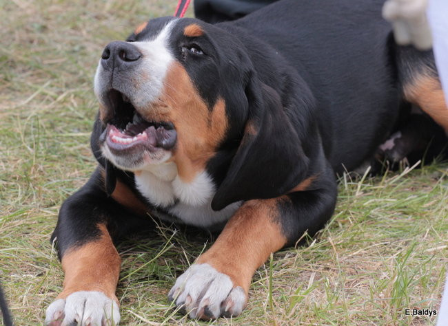 Setki czworonogów w Lesznie (zdjęcia)