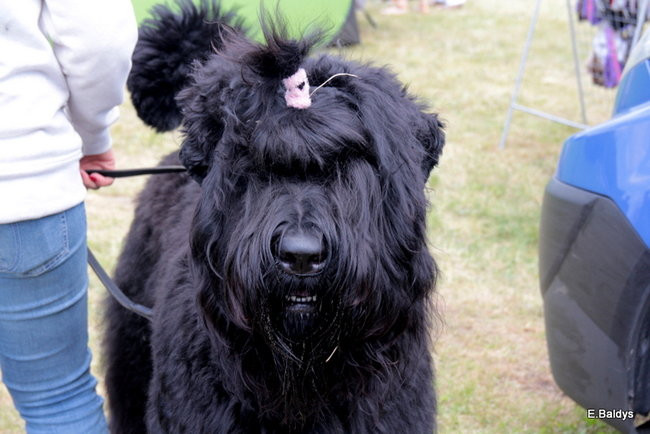 Setki czworonogów w Lesznie (zdjęcia)