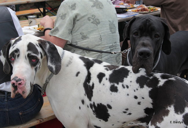 Setki czworonogów w Lesznie (zdjęcia)