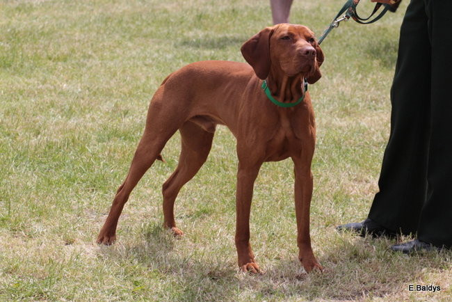 Setki czworonogów w Lesznie (zdjęcia)
