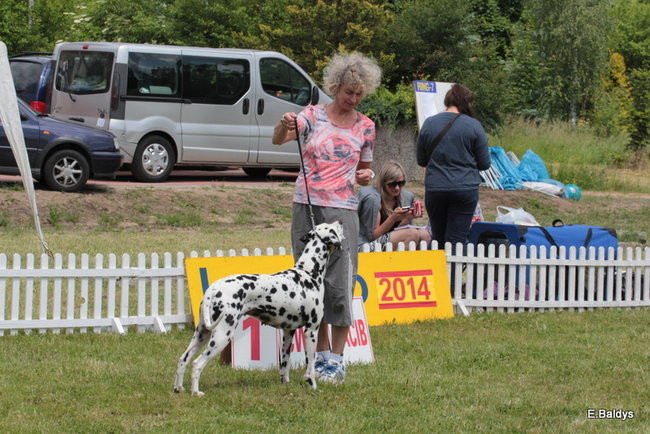 Setki czworonogów w Lesznie (zdjęcia)