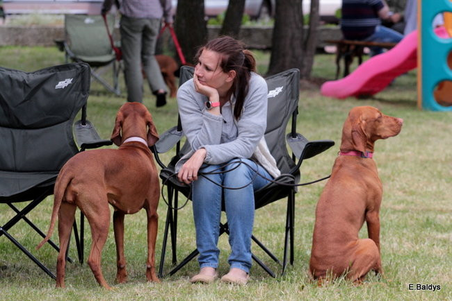 Setki czworonogów w Lesznie (zdjęcia)
