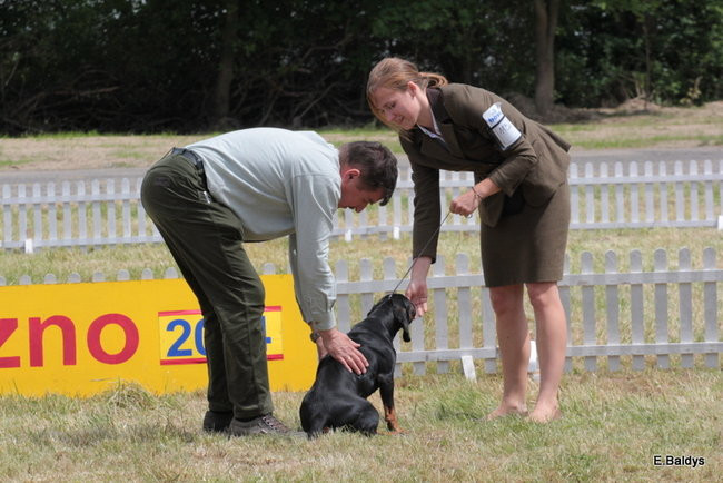 Setki czworonogów w Lesznie (zdjęcia)