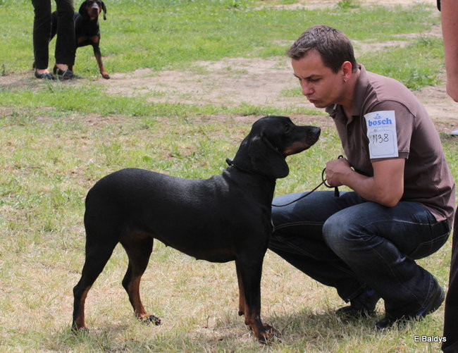 Setki czworonogów w Lesznie (zdjęcia)