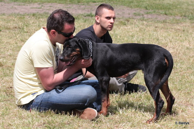 Setki czworonogów w Lesznie (zdjęcia)
