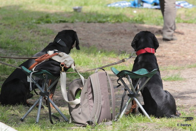 Setki czworonogów w Lesznie (zdjęcia)