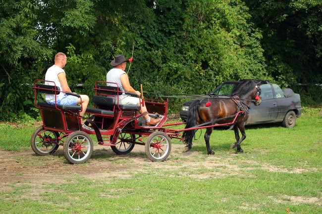 Konne popisy w Jeziorkach (dźwięk i zdjęcia)