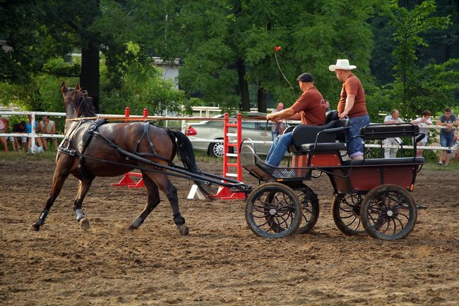 Konne popisy w Jeziorkach (dźwięk i zdjęcia)