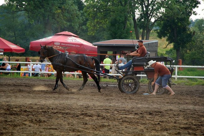 Konne popisy w Jeziorkach (dźwięk i zdjęcia)
