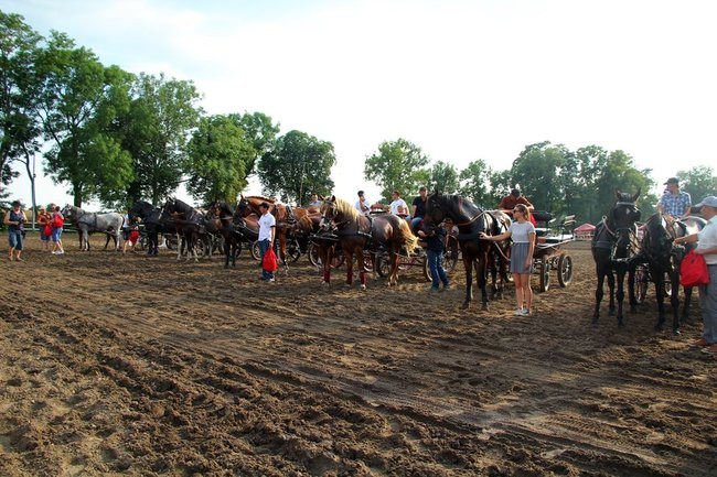Konne popisy w Jeziorkach (dźwięk i zdjęcia)