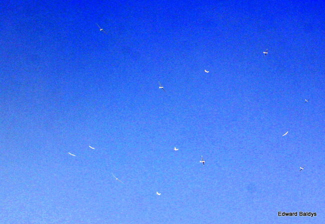 Krótko, ale latali ( zdjęcia)