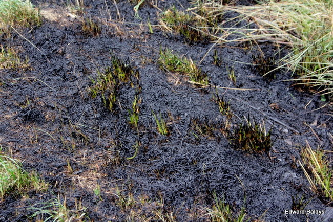 Od zwarcia linii energetycznej