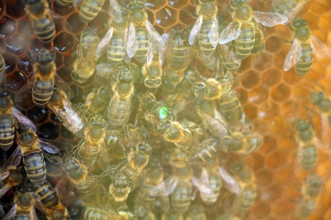 Pyszne wypieki w cieniu wiatraka (zdjęcia)