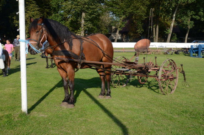 Po staremu w Wilkowicach (zdjęcia)