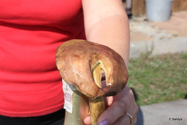 Seniorzy na grzybobraniu (zdjęcia)