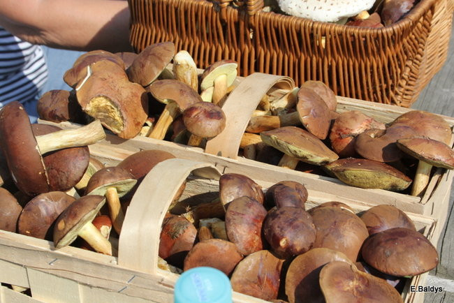 Seniorzy na grzybobraniu (zdjęcia)