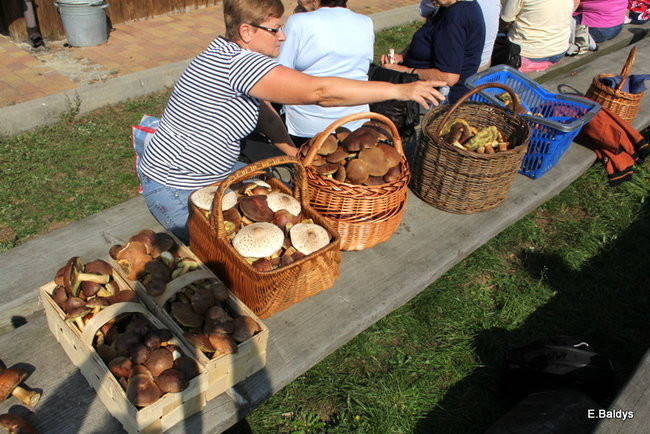 Seniorzy na grzybobraniu (zdjęcia)