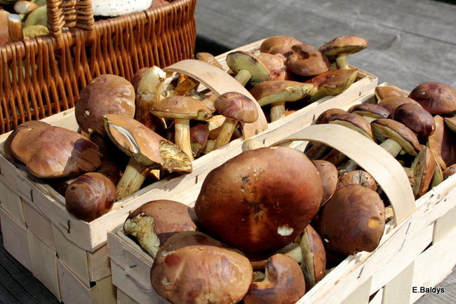 Seniorzy na grzybobraniu (zdjęcia)