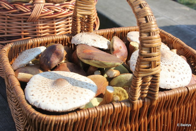 Seniorzy na grzybobraniu (zdjęcia)