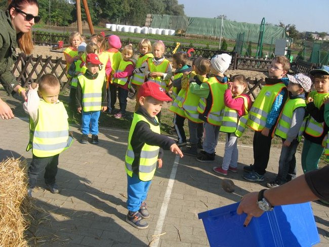 Święto pieczonego ziemniaka w Dąbczu (zdjęcia)