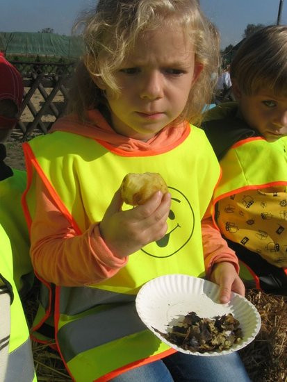 Święto pieczonego ziemniaka w Dąbczu (zdjęcia)
