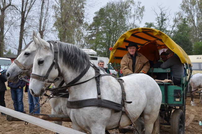 Za lisią kitą (zdjęcia)