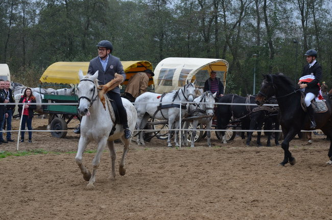 Za lisią kitą (zdjęcia)