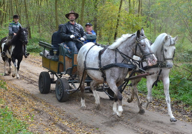 Za lisią kitą (zdjęcia)