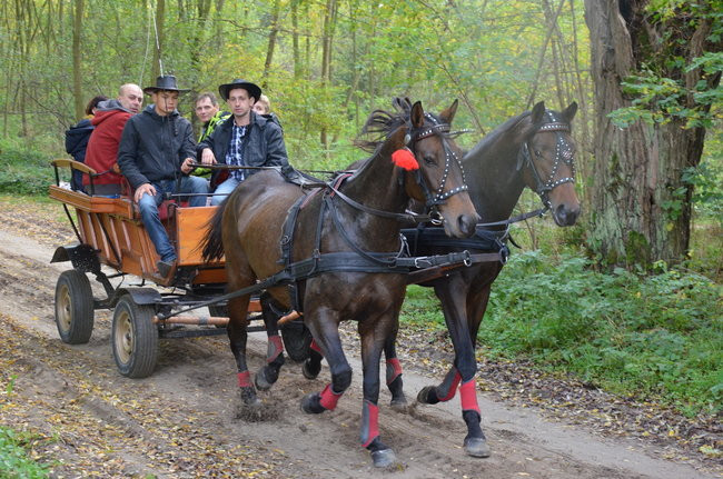 Za lisią kitą (zdjęcia)