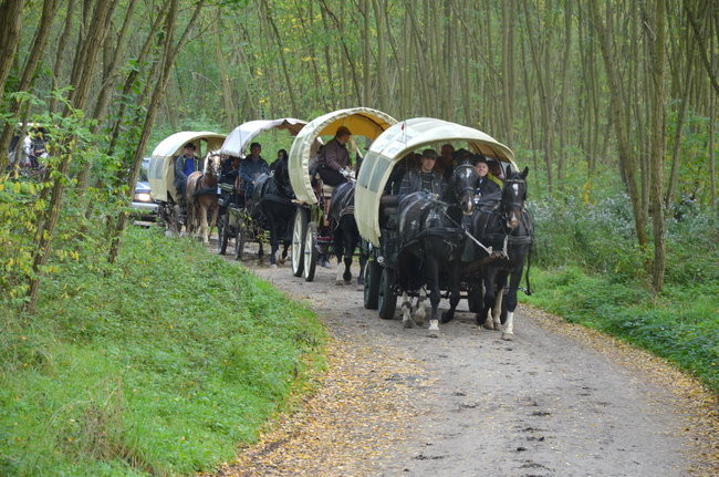 Za lisią kitą (zdjęcia)