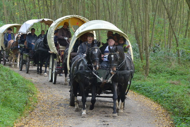 Za lisią kitą (zdjęcia)