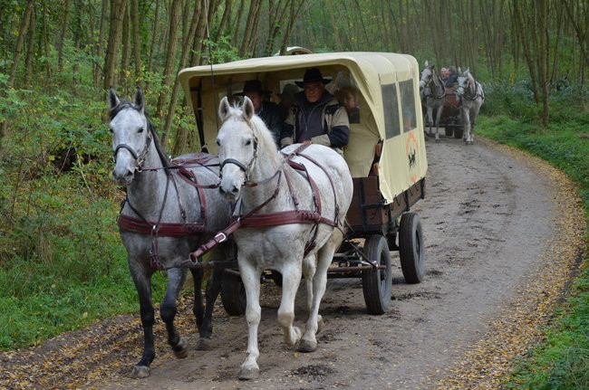 Za lisią kitą (zdjęcia)