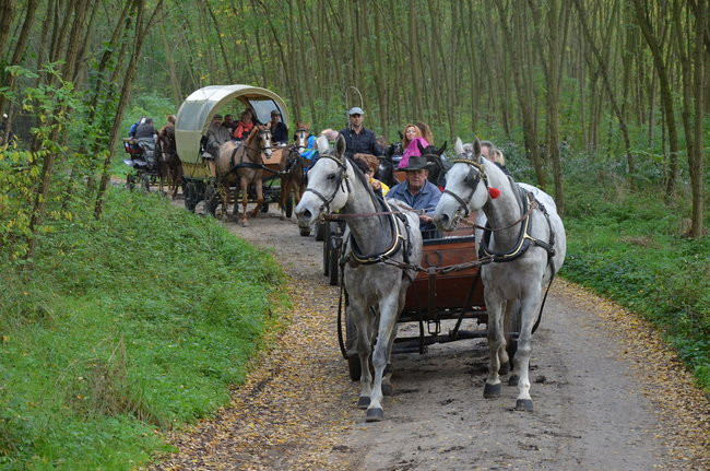 Za lisią kitą (zdjęcia)