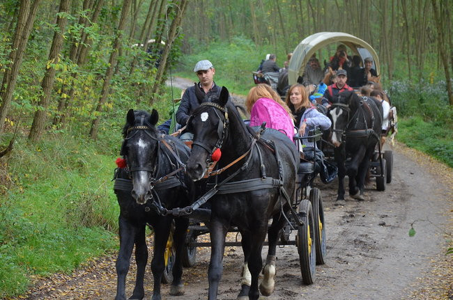 Za lisią kitą (zdjęcia)