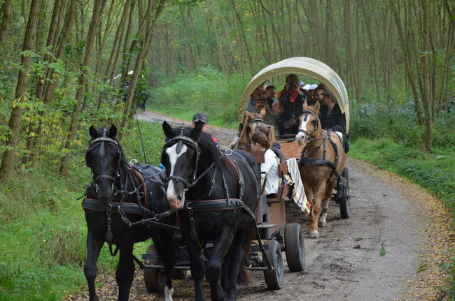 Za lisią kitą (zdjęcia)