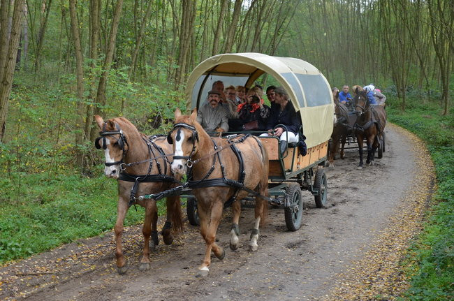 Za lisią kitą (zdjęcia)