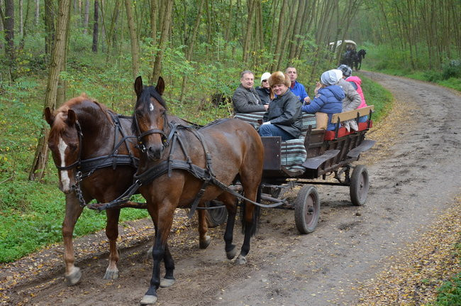 Za lisią kitą (zdjęcia)