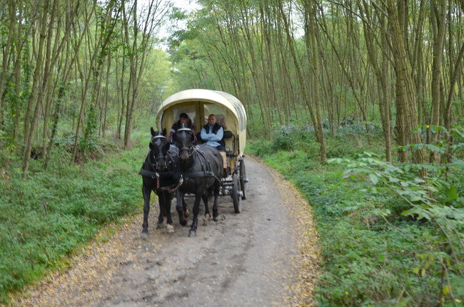 Za lisią kitą (zdjęcia)