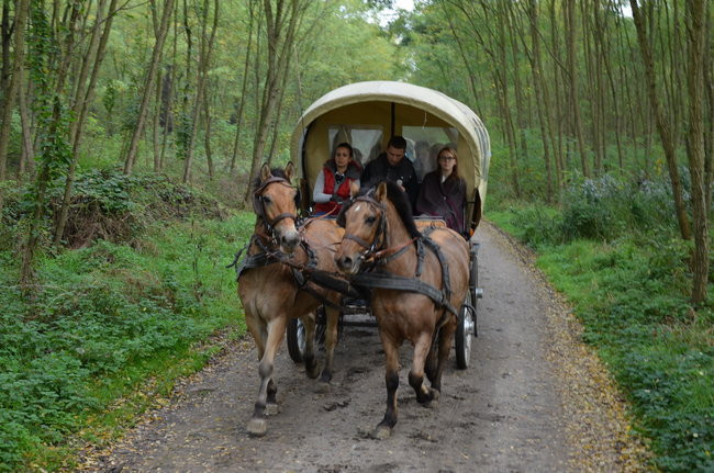 Za lisią kitą (zdjęcia)