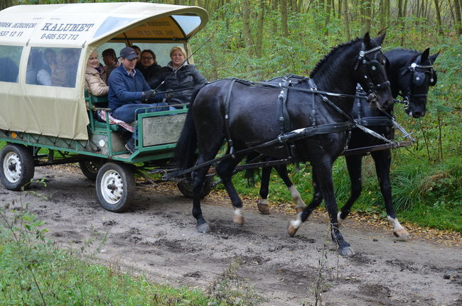Za lisią kitą (zdjęcia)