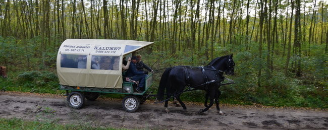 Za lisią kitą (zdjęcia)
