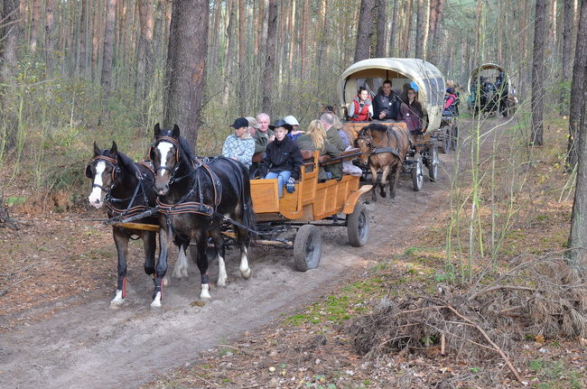 Za lisią kitą (zdjęcia)