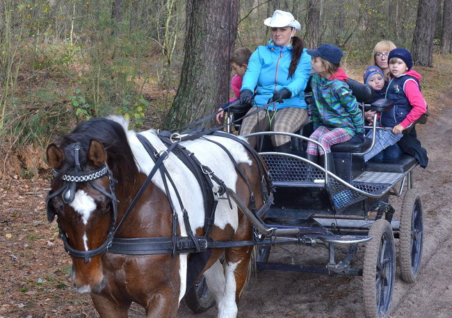 Za lisią kitą (zdjęcia)